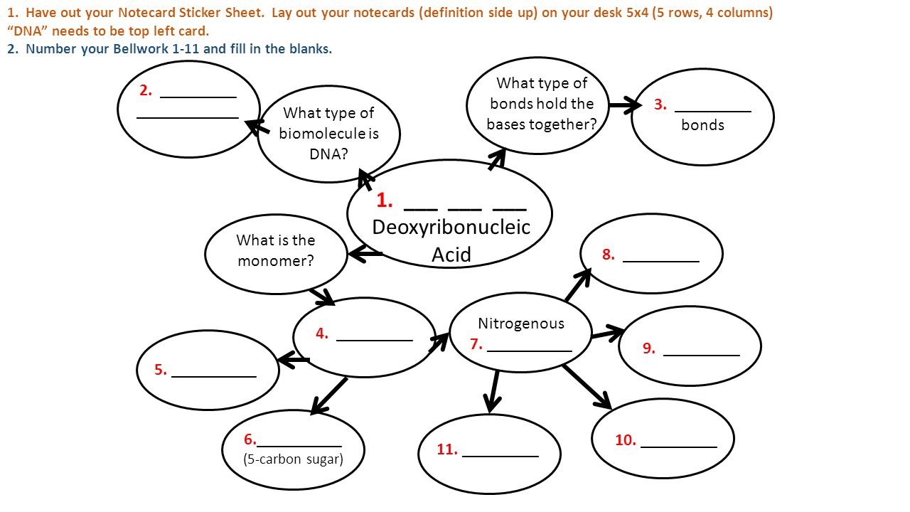 1. ___ ___ ___ Deoxyribonucleic Acid What type of biomolecule is DNA.