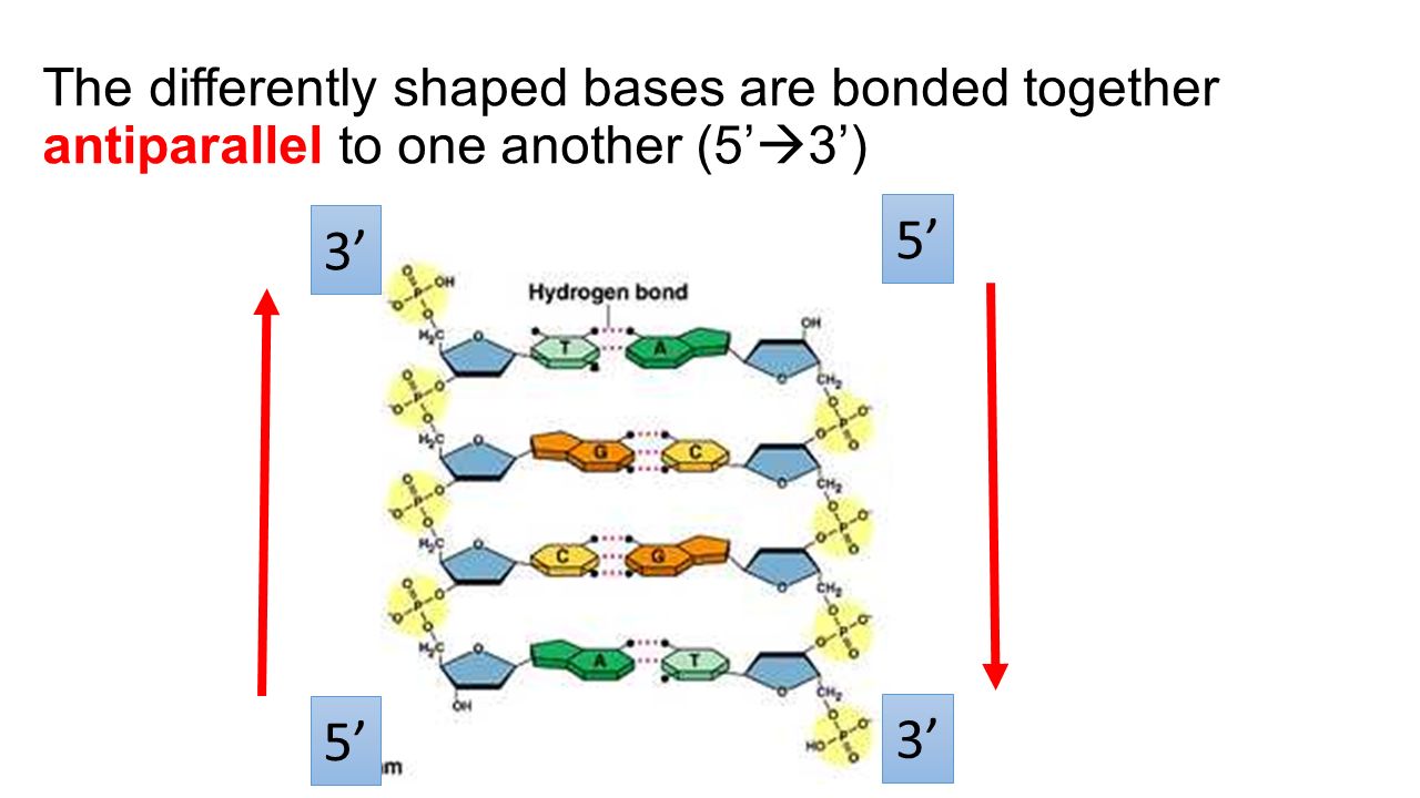 The differently shaped bases are bonded together antiparallel to one another (5’  3’) 5’ 3’ 5’