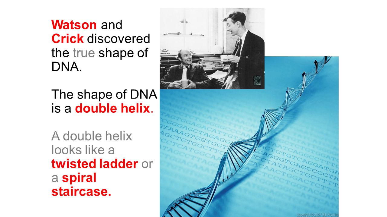 Watson and Crick discovered the true shape of DNA.