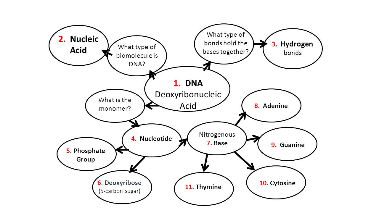 1. DNA Deoxyribonucleic Acid What type of biomolecule is DNA.