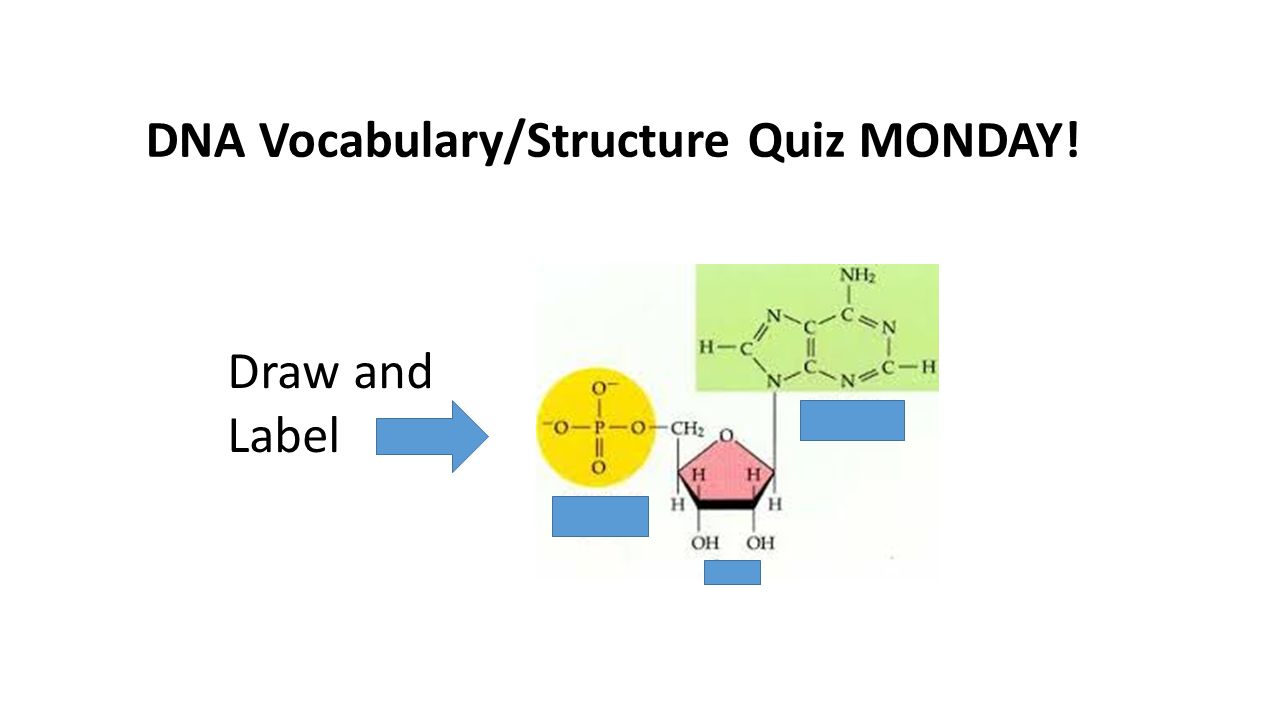 DNA Vocabulary/Structure Quiz MONDAY! Draw and Label