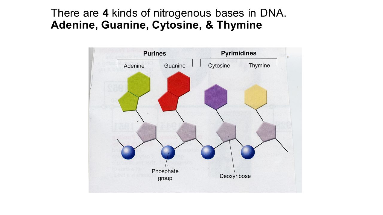 There are 4 kinds of nitrogenous bases in DNA. Adenine, Guanine, Cytosine, & Thymine