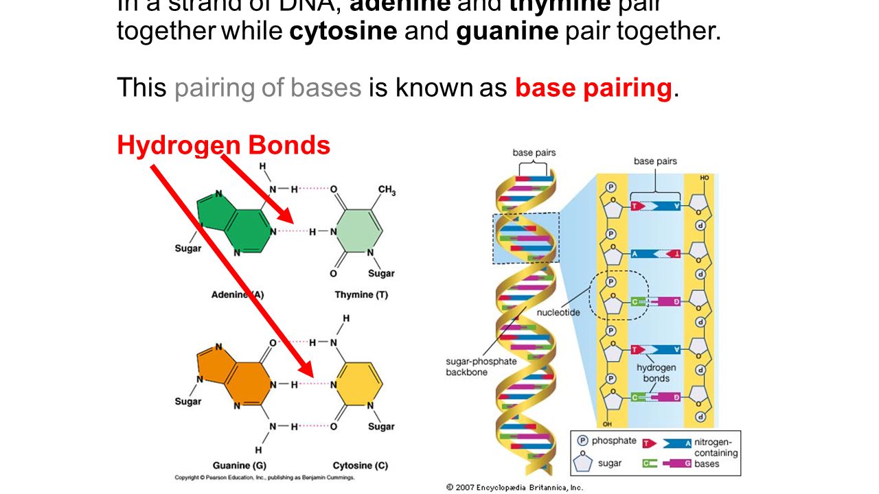 In a strand of DNA, adenine and thymine pair together while cytosine and guanine pair together.