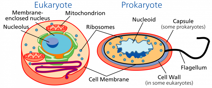 What are the Differences Between Prokaryotic and Eukaryotic Cells?