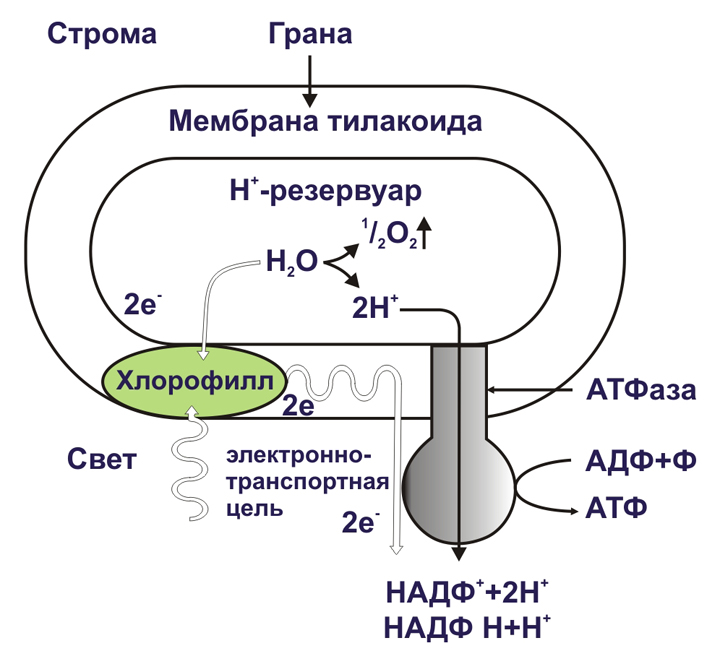 Фотосинтез световая фаза темновая фаза схема