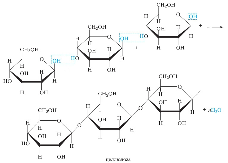 Строение целлюлозы. Структурная формула макромолекулы целлюлозы. Структурное строение целлюлозы. Строение целлюлозы формула. Целлюлоза структура формула.