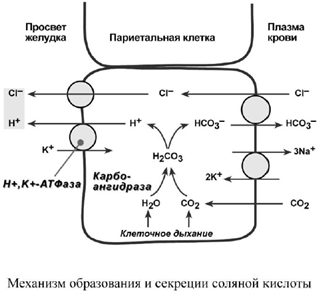 Механизм образования и секреции соляной кислоты