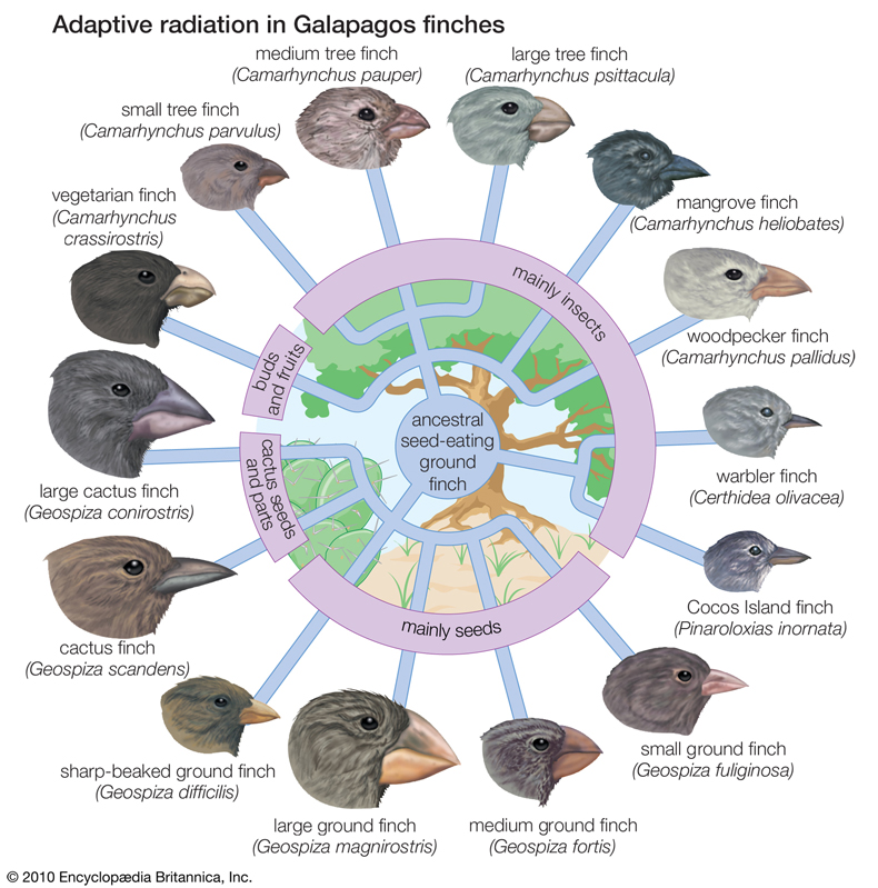 Adaptative radiation in Galapagos finches