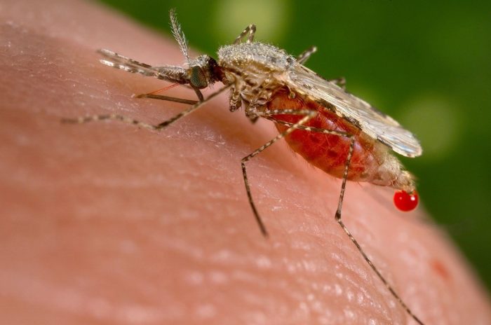 самка малярийного комара