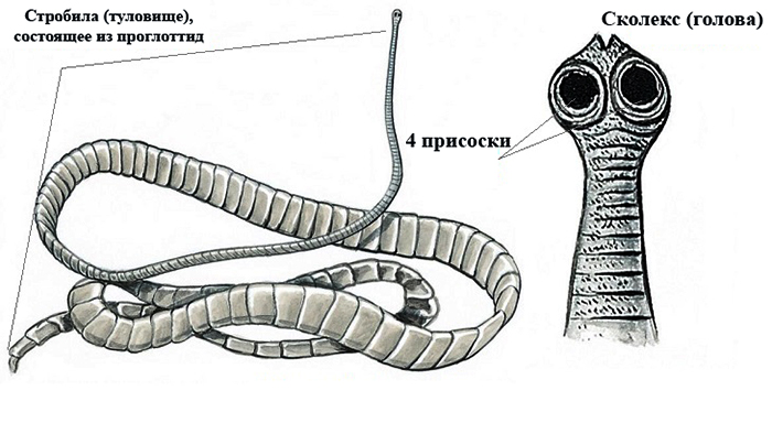 Какую функцию выполняют органы бычьего цепня обозначенные на рисунке