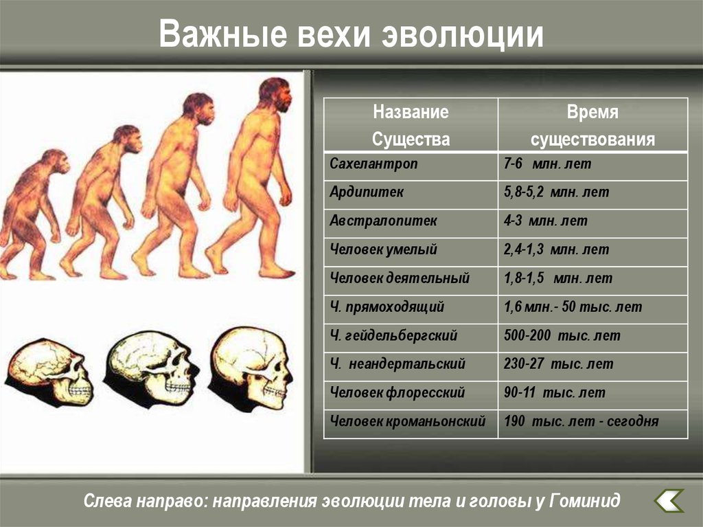 Антропогенез в картинках