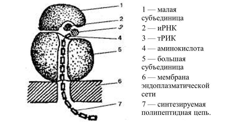 Особенности строения рибосомы, функции