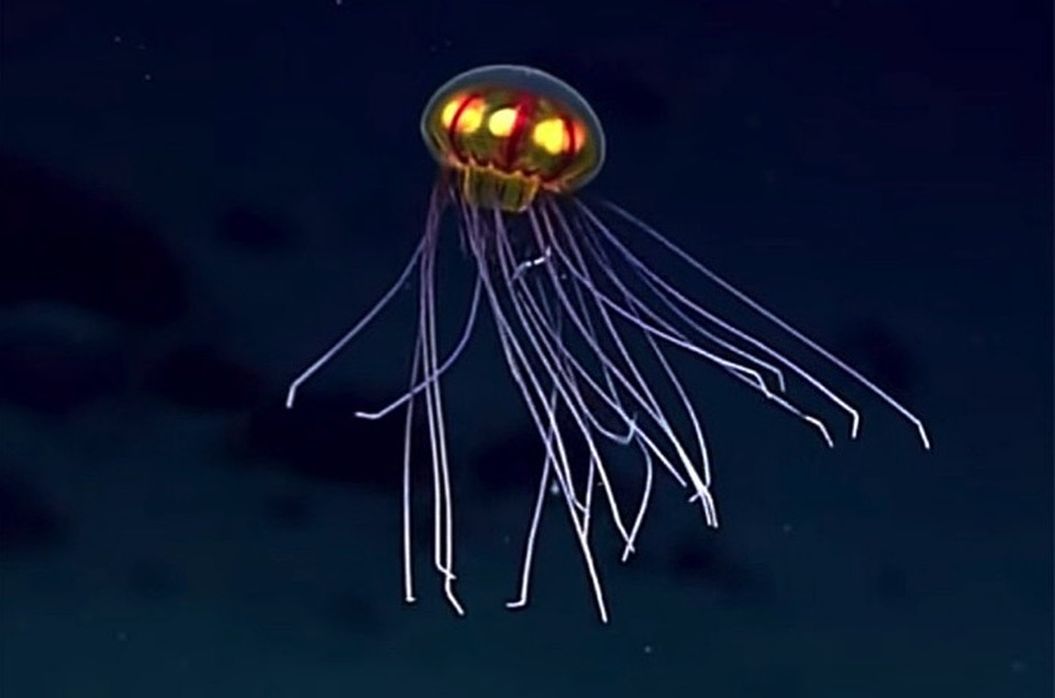 НЛО-медуза из Марианской впадины. 