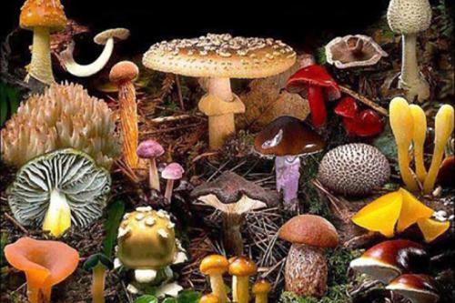 Интересное про грибы. Интересные факты о грибах