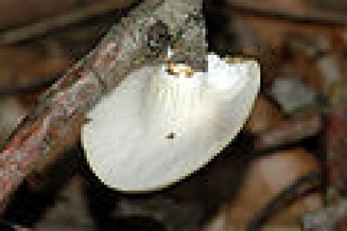 Нешляпочные грибы. Шляпочный гриб