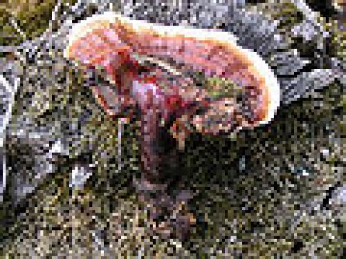 Нешляпочные грибы. Шляпочный гриб