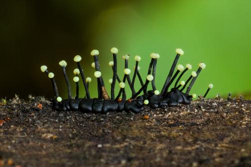 Грибы в тропиках. Фотографии редких и неизвестных грибов в тропических лесах Эквадора