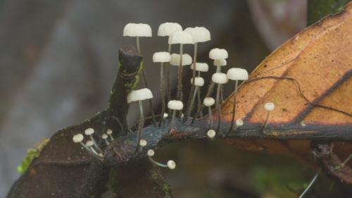 Грибы в тропиках. Фотографии редких и неизвестных грибов в тропических лесах Эквадора