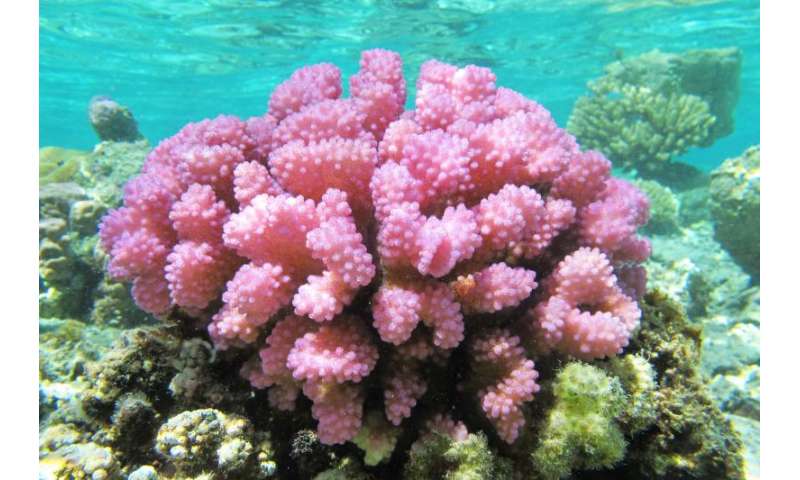 Coral colonies more genetically diverse than assumed