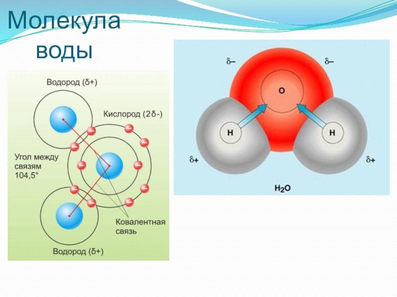 Основная молекула. Молекула воды и катион водорода схема. Угол между атомами водорода в молекуле воды. Молекула воды.