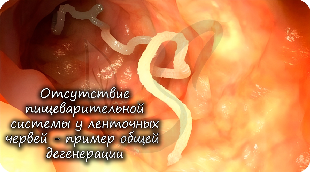Пример общей дегенерации - отсутствие пищеварительной системы у ленточных червей