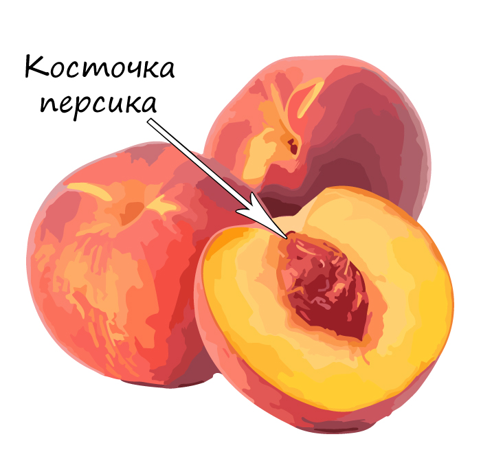 Однокостянка персика