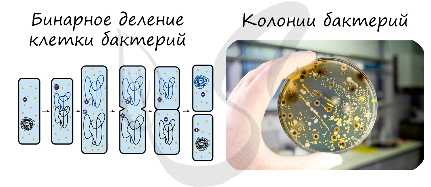 Колонии бактерий, бинарное деление бактерий