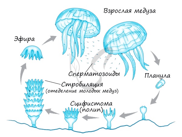 Жизненный цикл медузы