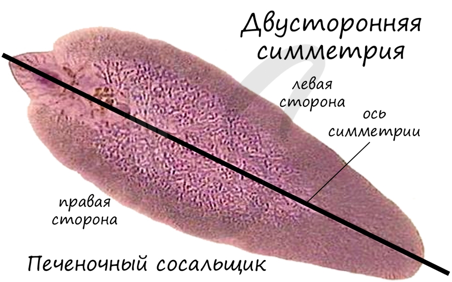 Двусторонняя симметрия плоских червей