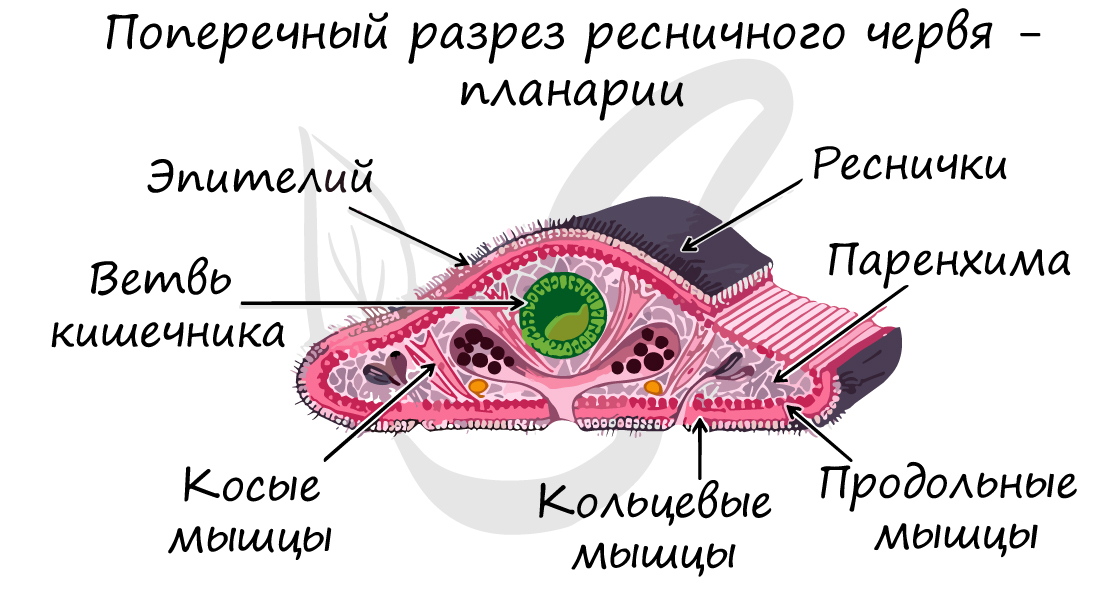 Мезодерма плоских червей