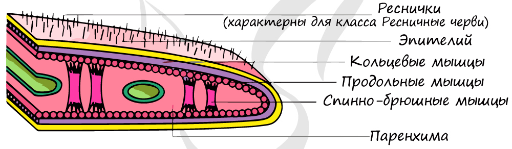 Кожно-мускульный мешок плоских червей