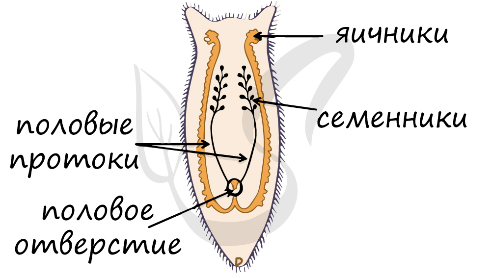 Половые органы плоских червей