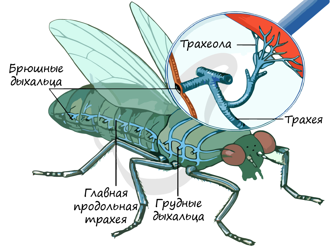 Дыхательная система насекомых