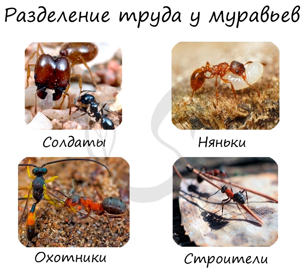 Разделение труда у муравьев, общественных животных