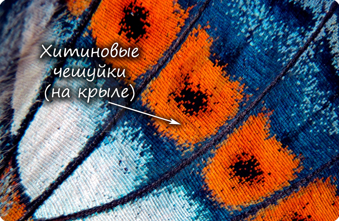 Хитиновые чешуи на крыле бабочки