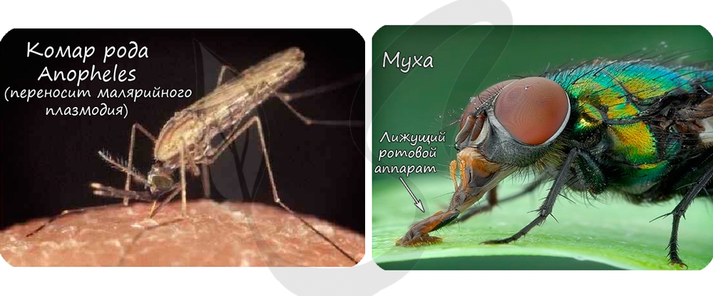 Представители отряда двукрылые: комар и муха