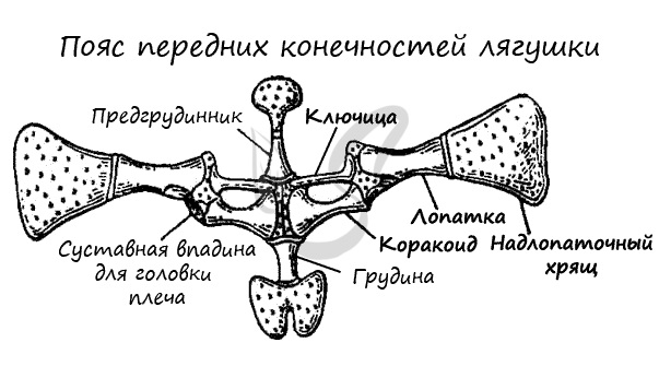 Пояс передних конечностей лягушки