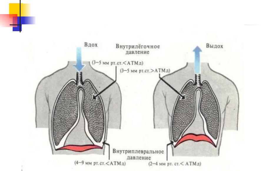 Схема вдоха и выдоха