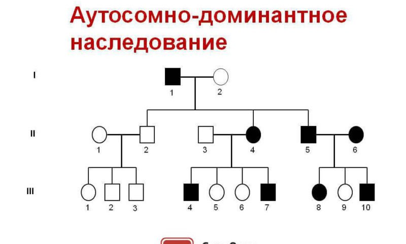 На схеме моногибридного скрещивания под цифрой 3 показаны гомозиготные особи с признаком