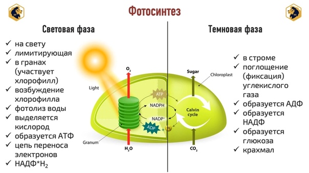 Световая фаза фотосинтеза картинка