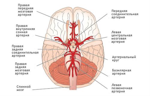 Сосуды головного мозга