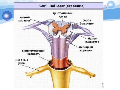 Спинной мозг