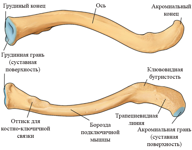 Строение ключицы