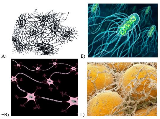 вопрос теста Структурная единица нервной ткани – нейрон