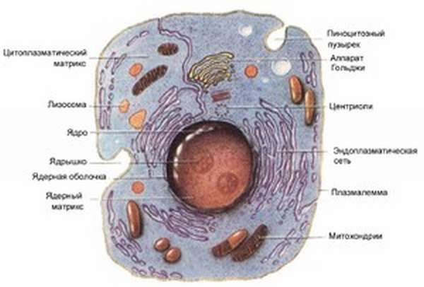 Животная клетка особенности строения