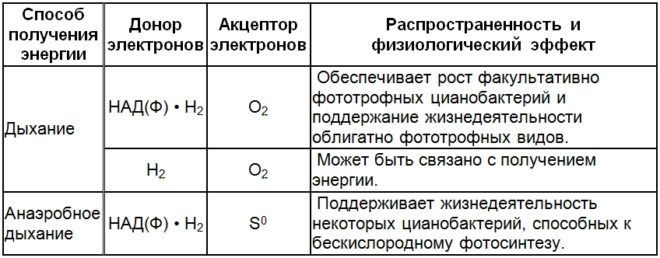 Дыхание растения и фотосинтез