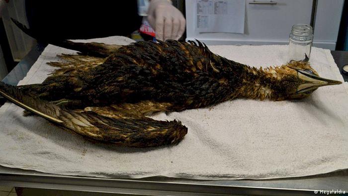 A dead bird covered in oil on a metal veterinary table (photo: Hegalaldia)