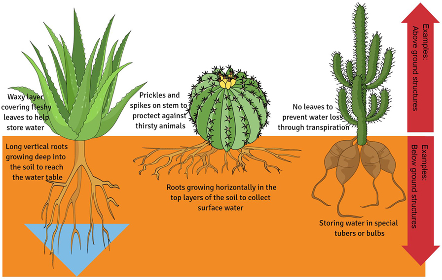 Figure 1 - Extreme structural adaptations found in plants to combat water loss and store more water.