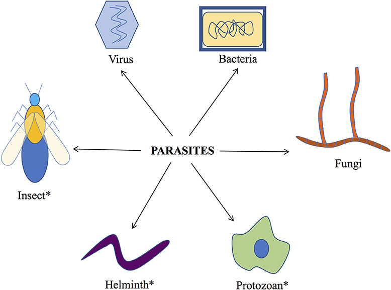 Figure 1 - Different groups of parasitic organisms.