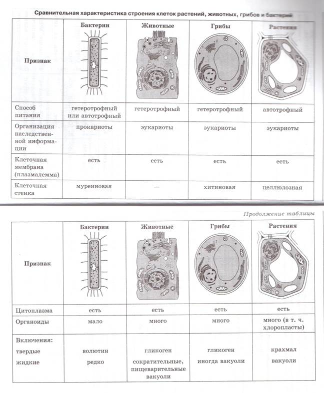 Сравнение клетки грибов растений животных. Строение растительной животной грибной бактериальной клетки таблица. Сравнение клеток растений животных грибов и бактерий таблица.